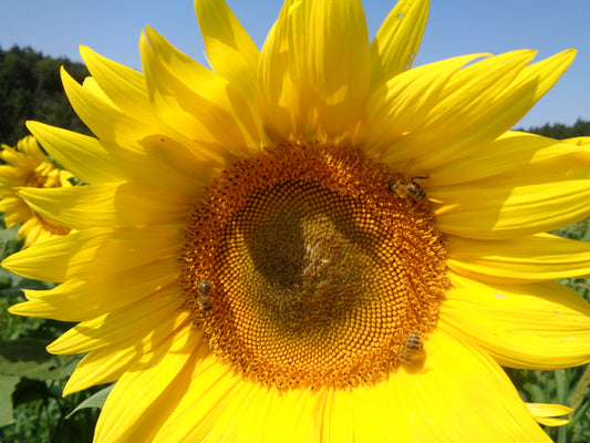 Biologisches Sonnenblumenöl